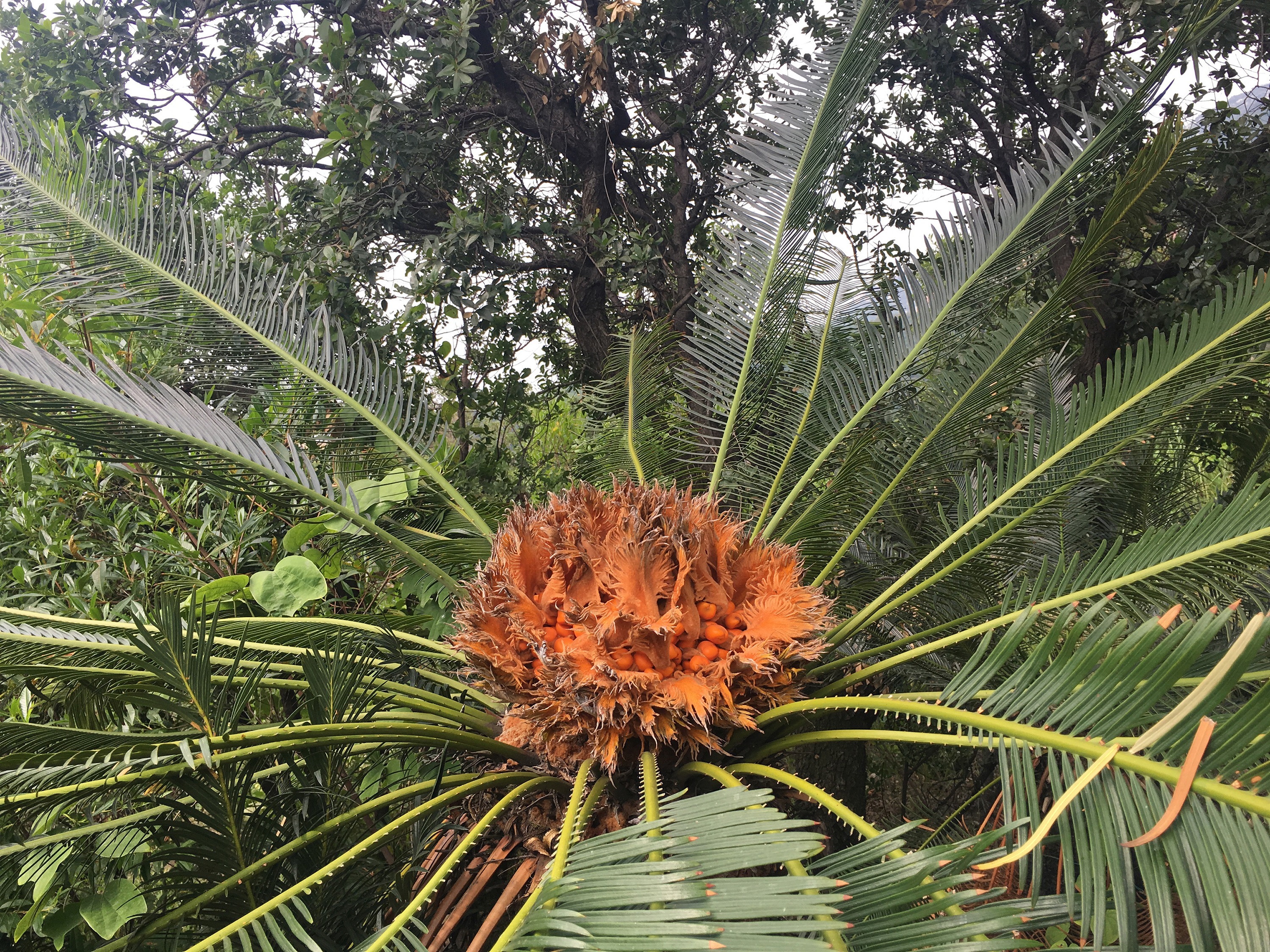 这是攀枝花最厚重的历史名片，古老得让你咋舌……