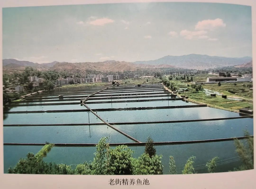插入的图片