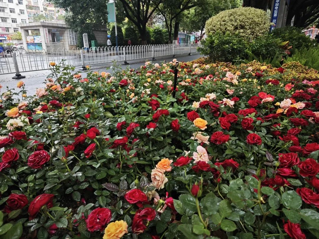插入的图片